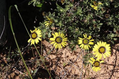 Osteospermum scariosum, photographed by Tony Rebelo
