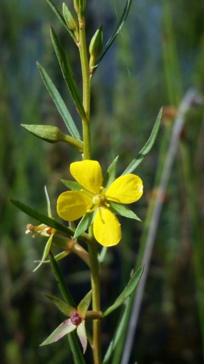 Ludwigia linifolia, photographed by Jay Horn
