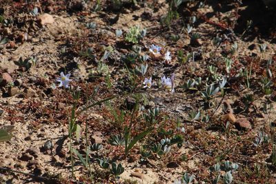 Ixia rapunculoides, photographed by Tony Rebelo
