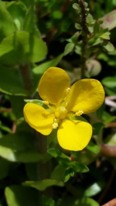 Ludwigia arcuata, photographed by Jay Horn
