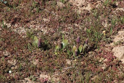 Lachenalia elegans, photographed by Tony Rebelo