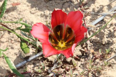 Romulea sabulosa, photographed by Tony Rebelo