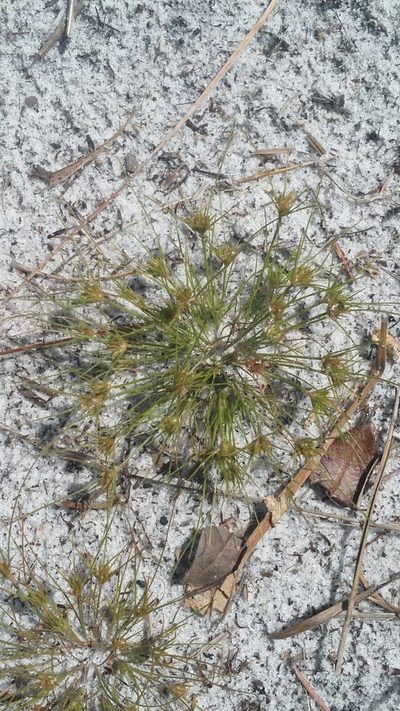 Bulbostylis stenophylla, photographed by Jay Horn