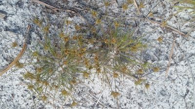 Bulbostylis stenophylla, photographed by Jay Horn