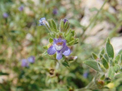 Chaenorhinum litorale, photographed by viridian