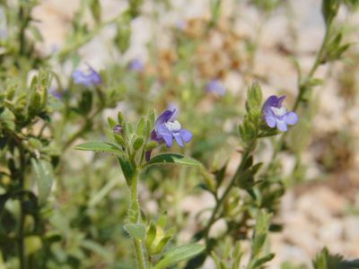 Chaenorhinum litorale, photographed by viridian