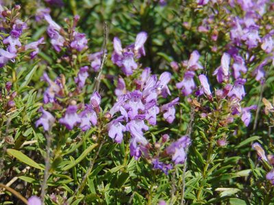 Satureja subspicata, photographed by viridian