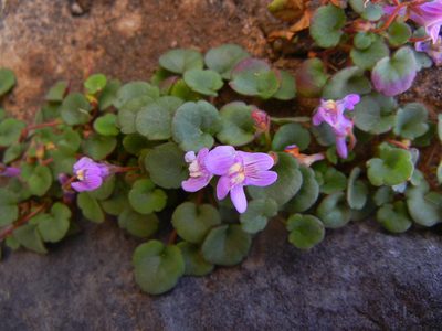 Cymbalaria pallida, photographed by Jon Mortin