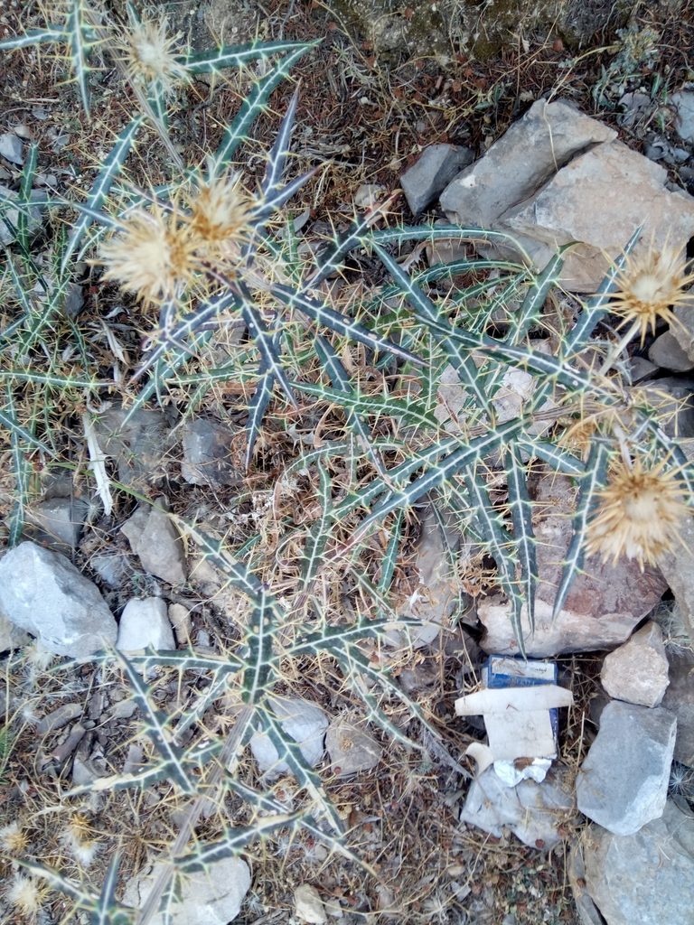 Ptilostemon rhiphaeus, photographed by Karim Haddad
