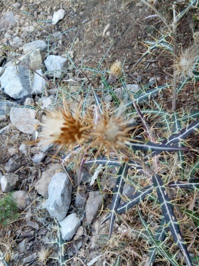 Ptilostemon rhiphaeus, photographed by Karim Haddad