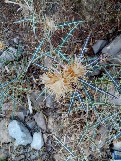 Ptilostemon rhiphaeus, photographed by Karim Haddad