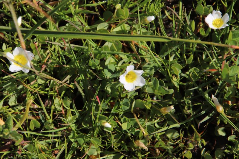 Oxalis dregei, photographed by Tony Rebelo