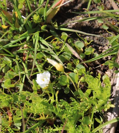 Oxalis dregei, photographed by Tony Rebelo