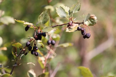 Crataegus douglasii, photographed by Kalvin Chan