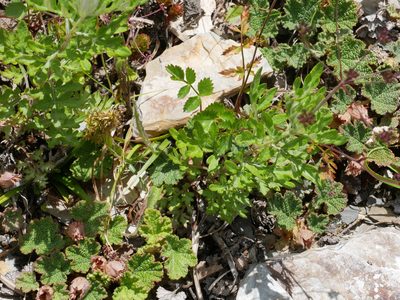 Pimpinella niitakayamensis, photographed by Jacy Chen