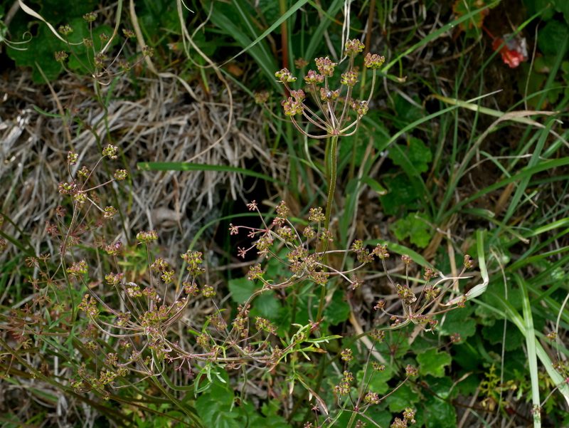Pimpinella niitakayamensis, photographed by Jacy Chen