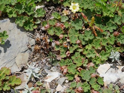 Rubus rolfei, photographed by Jacy Chen