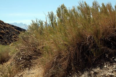 Lepidospartum latisquamum, photographed by Steve Matson