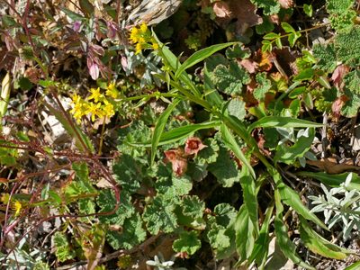 Solidago decurrens, photographed by Jacy Chen