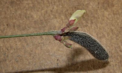 Strophostyles leiosperma, photographed by Gordon C. Snelling