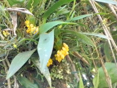 Maxillaria pseudoneglecta, photographed by Arthur de Jesús Chavarría Pérez