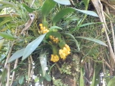 Maxillaria pseudoneglecta, photographed by Arthur de Jesús Chavarría Pérez