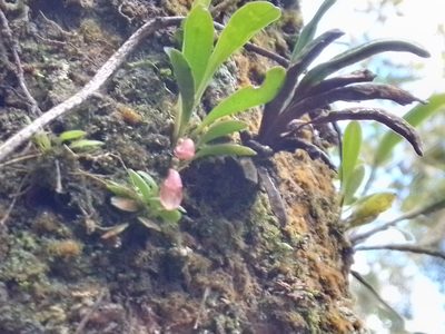 Specklinia colombiana, photographed by Arthur de Jesús Chavarría Pérez