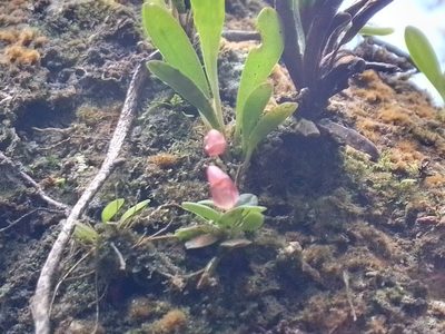 Specklinia colombiana, photographed by Arthur de Jesús Chavarría Pérez