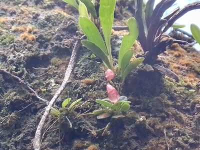Specklinia colombiana, photographed by Arthur de Jesús Chavarría Pérez