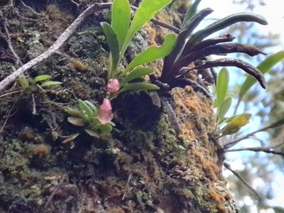 Specklinia colombiana, photographed by Arthur de Jesús Chavarría Pérez
