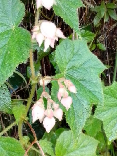 Begonia ignea, photographed by Arthur de Jesús Chavarría Pérez