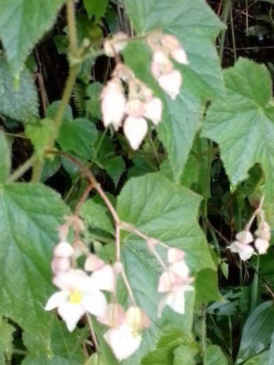 Begonia ignea, photographed by Arthur de Jesús Chavarría Pérez