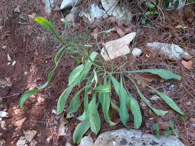 Bupleurum rigidum, photographed by Rafael Medina