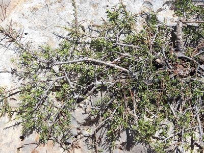 Rhamnus lycioides, photographed by Rafael Medina