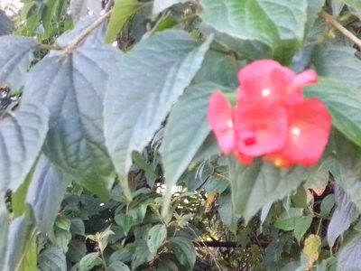 Holmskioldia sanguinea, photographed by Arthur de Jesús Chavarría Pérez