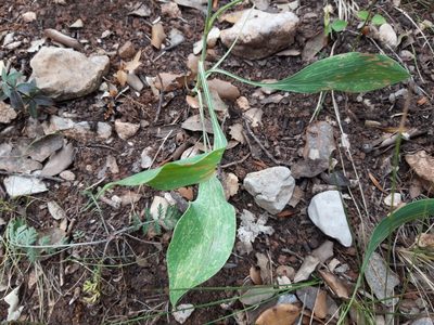 Bupleurum rigidum, photographed by Rafael Medina
