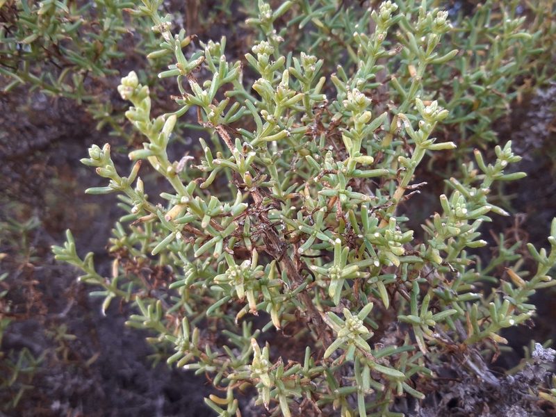 Soda oppositifolia, photographed by Rafael Medina