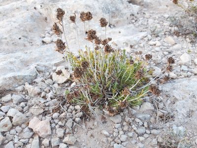 Teucrium carolipaui, photographed by Rafael Medina