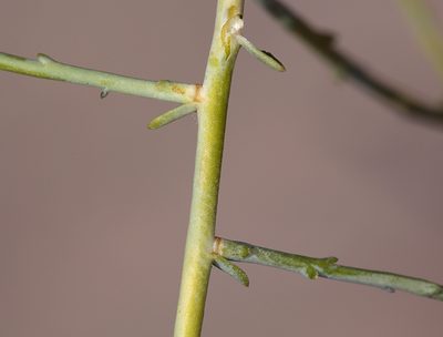Leucosyris carnosa, photographed by Steve Matson