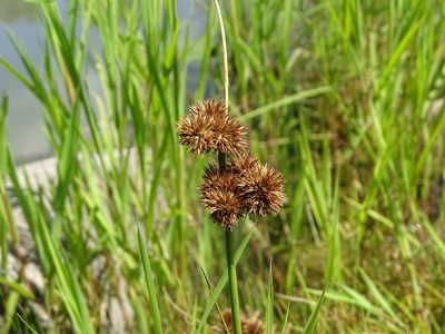 Juncus torreyi, photographed by Reuven Martin