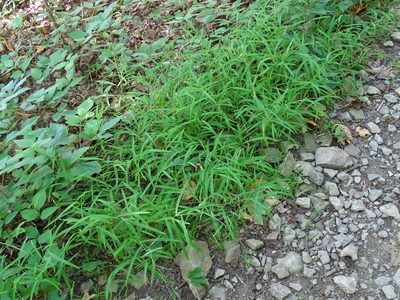 Leersia virginica, photographed by Reuven Martin