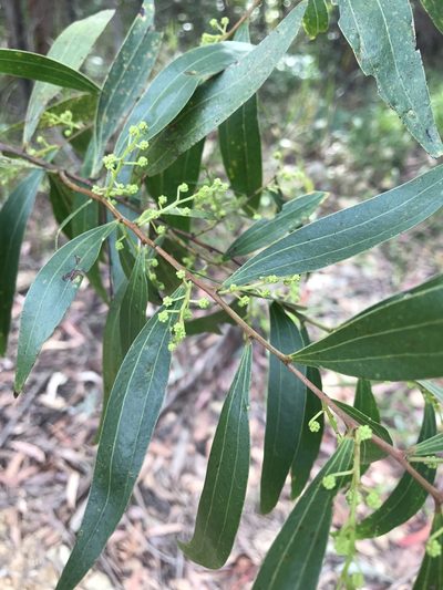 Acacia binervata, photographed by Michelle King