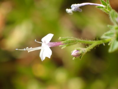 Allophyllum glutinosum, photographed by George Williams