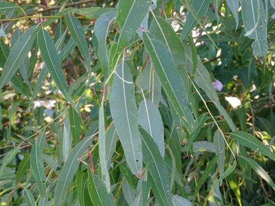 Salix amygdaloides, photographed by Reuven Martin
