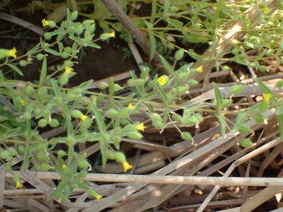 Mimetanthe pilosa, photographed by George Williams