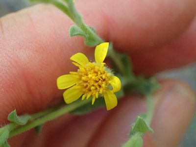 Heterotheca sessiliflora, photographed by George Williams