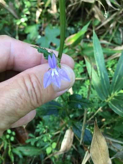 Lobelia georgiana, photographed by Becky Dill