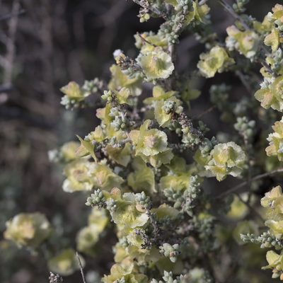 Maireana pyramidata, photographed by Kym Nicolson