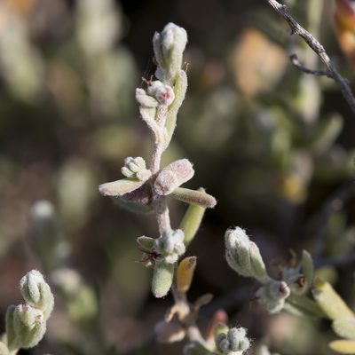 Dissocarpus biflorus, photographed by Kym Nicolson