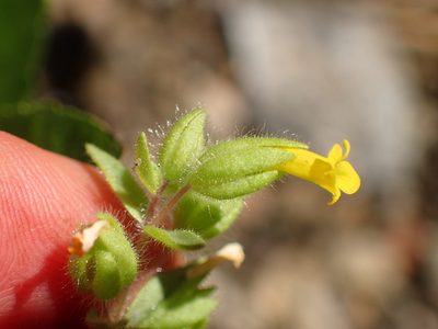 Mimetanthe pilosa, photographed by George Williams
